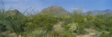 Ocotillo Plants in a Park  Big Bend National Park  Texas  USA