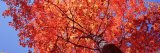 Low Angle View of a Maple Tree  Acadia National Park  Mount Desert Island  Maine  USA