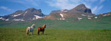 Horses Standing and Grazing in a Meadow  Borgarfjordur  Iceland