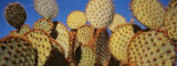 Close-up of Prickly Pear Cactus  Joshua Tree National Park  California  USA
