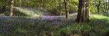 Bluebells in a Forest  Newton Wood  Texas  USA