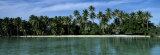 Palm Trees Along a Coast  Tahaa  French Polynesia