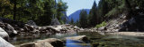 Mountain Behind Pine Trees  Tenaya Creek  Yosemite National Park  California  USA