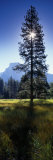 Sun Behind Pine Tree  Half Dome  Yosemite Valley  California  USA