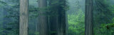 Trees in a Forest  Redwood National Park  California  USA