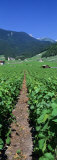 Path in a Vineyard  Valais  Switzerland