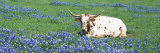 Texas Longhorn Cow Sitting on a Field  Hill County  Texas  USA