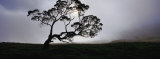 Silhouette of a Koa Tree  Mauna Kea  Kamuela  Big Island  Hawaii  USA