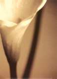 Divinity I