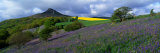Bluebell Flowers in a Field  Cleveland  North Yorkshire  England  United Kingdom