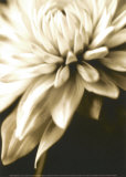 Radiance IV