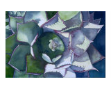 Echeveria