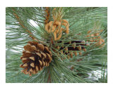 Pine cones