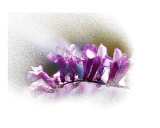 Purple flower