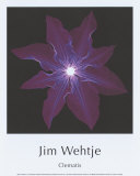 Clematis