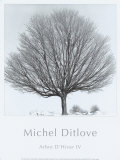 Arbres Divers IV