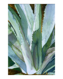 Agave 1