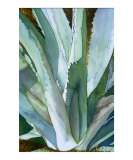 Agave 1