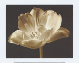 Champagne Tulip III