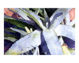 Aloe