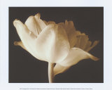 Champagne Tulip IV