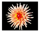 Sunburst