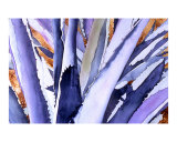 Agave 4