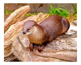 Playful Otter