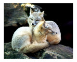 Time for snuggling