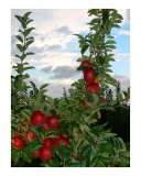 Red Delicious