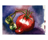Tomatoes