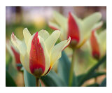 Graceful Tulips