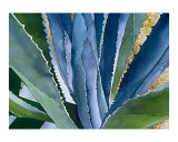 Agave 2
