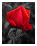 Elegance Unfurls