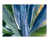 Agave 2