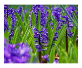 Vibrant Hyacinth