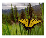 Idaho Swallowtail