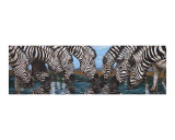 Zebras Drink