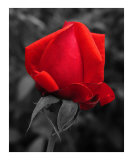 Elegance Unfurls