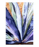 Agave 3