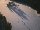 Aerial of gray wolves of the Malberg Pack near Malberg Lake