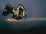 Cresting a Summit  an African Hawk-Eagle Searches for Small Game