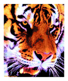 Wild Cat Tiger