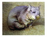 Wombat Witn an Itch