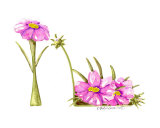 Pink Cosmos stiletto