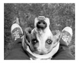 Nimrod with Feetq
