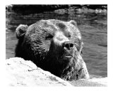 Bear Head in Water