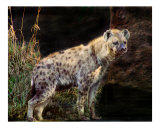 Spotted Hyena