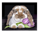 Tulip