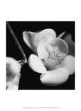 Quince Blossoms V